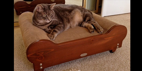 Treat your kitty to some Big Baby Comfort