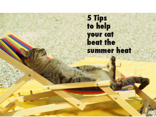 Help your cat beat the summer heat with these tips